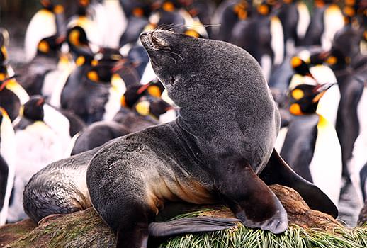 טיול שייט לאנטארקטיקה | צילום: מולה יפה