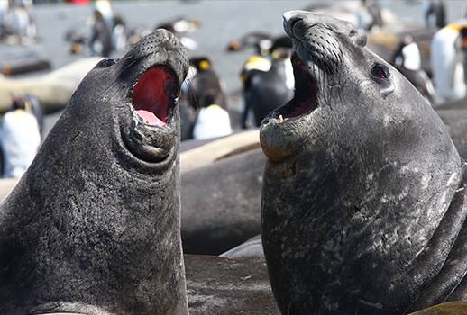טיול שייט לאנטארקטיקה | צילום: מולה יפה