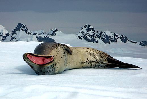 כלב ים נמרי, אנטארקטיקה  | צילום: מולה יפה