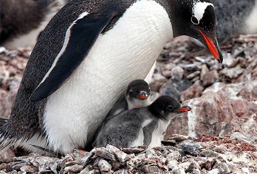 טיול שייט לאנטארקטיקה | צילום: מולה יפה