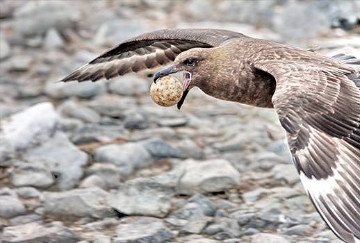 חמסן גוזל ביצה של פינגווין, אנטארקטיקה | צילום: מולה יפה