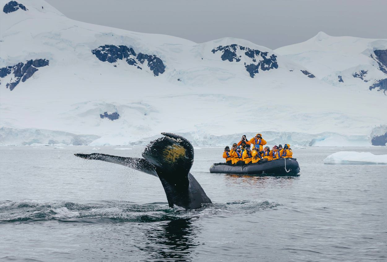 מפגש קרוב עם לווייתן גדול סנפיר - טיול שייט לאנטארקטיקה | צילום: Quark Expeditions
