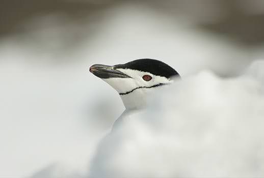 טיול שייט לאנטארקטיקה | צילום: Quark Expeditions