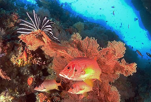 עושר תת ימי מרהיב בספארי צלילה במלדיביים | צילום: אמיר גור