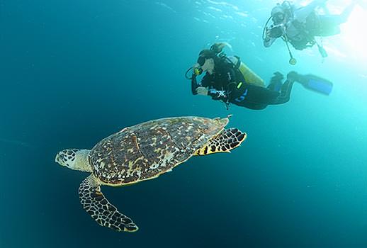 מפגש קרוב עם צבי ים בספארי צלילה באיים המלדיביים | צילום: אמיר גור