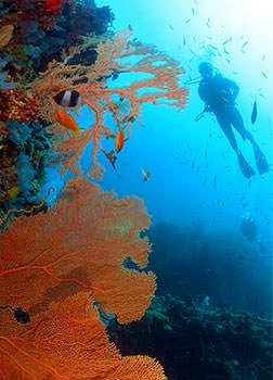 ספארי צלילה באיים המלדיביים | צילום: אמיר גור