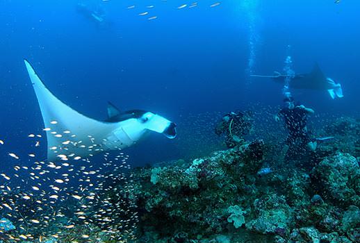 מפגש עם מנטות בספארי צלילה באיים המלדיביים | צילום: אמיר גור