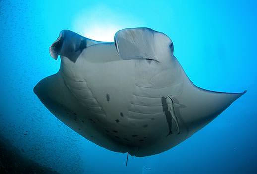 מנטות במלדיביים - ספארי צלילה באיים המלדיביים | צילום: אמיר גור