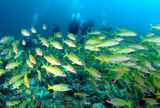 ספארי צלילה באיים המלדיביים | צילום: אמיר גור