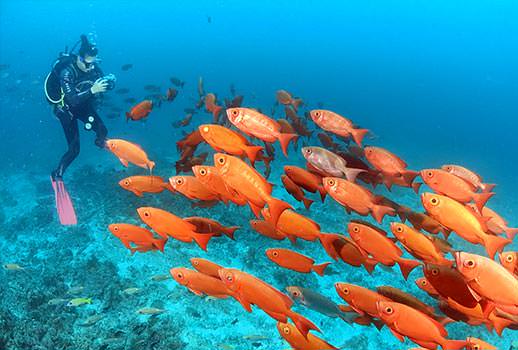 ספארי צלילה באיים המלדיביים | צילום: אמיר גור