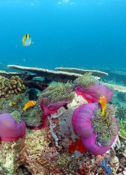 ספארי צלילה באיים המלדיביים | צילום: אמיר גור