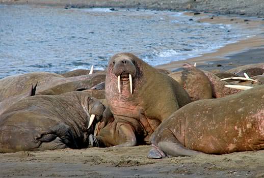 ניבתנים, טיול שייט לשפיצברגן | צילום: פרופ' משה אגמי