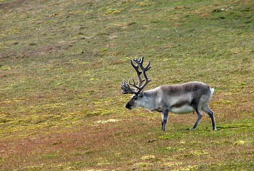 טיול שייט לשפיצברגן | צילום: פרופ' משה אגמי